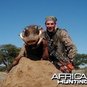 Bowhunting Warthog in Namibia