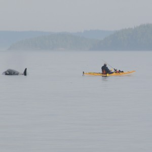 Orca Fishing