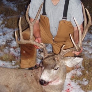 B&C Mule Deer