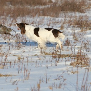 Pheasant Hunt