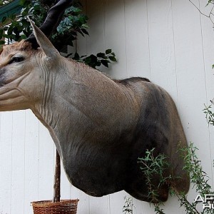 Eland Taxidermy