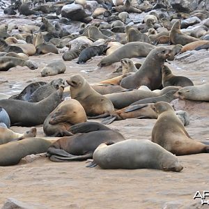 Cape Fur Seal Namibia