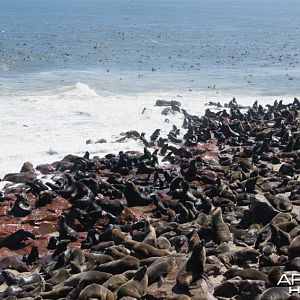 Cape Fur Seal Namibia