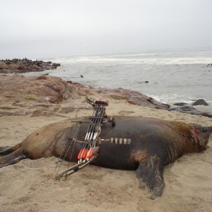 Hunting Seal in Namibia