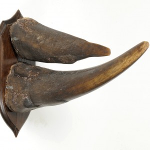 White Rhinoceros Horns