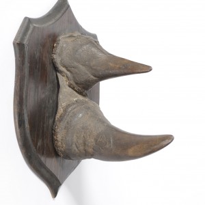 Black Rhinoceros Horns