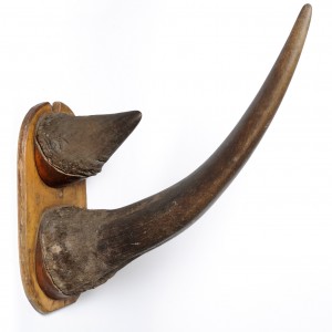 White Rhinoceros Horns