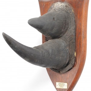 Black Rhinoceros Horns