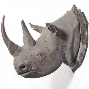 Black Rhinoceros Taxidermy Mount