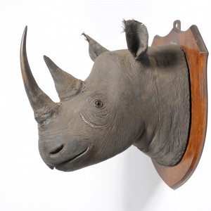 Black Rhinoceros Taxidermy Mount