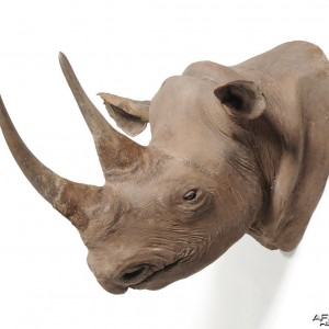 Black Rhinoceros Taxidermy Mount