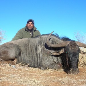 Hunting Blue Wildebeest in Namibia