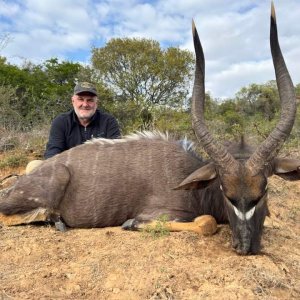 Nyala Hunt Eastern Cape South Africa