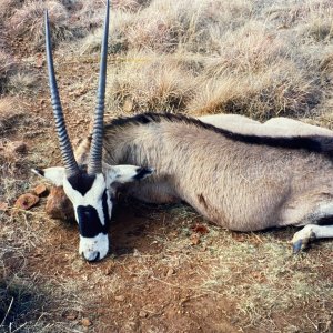 Gemsbok Hunt South Africa