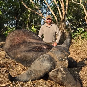 Hunting Cape Buffalo