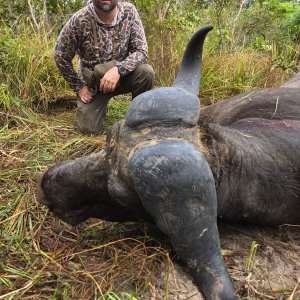 Hunting Cape Buffalo