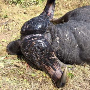 Hunting Cape Buffalo