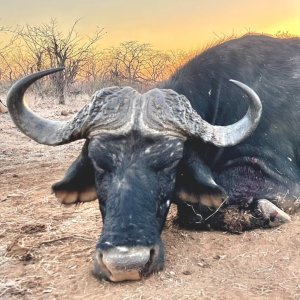 Hunting Cape Buffalo Zimbabwe