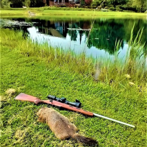 Cooper Montana Varminter .17 HMR Rifle