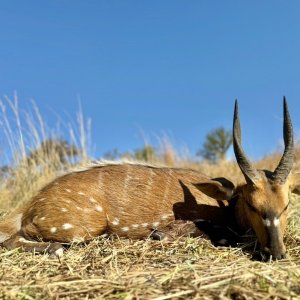 Hunting Bushbuck Zimbabwe