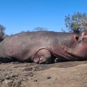 Hippo Hunt South Africa