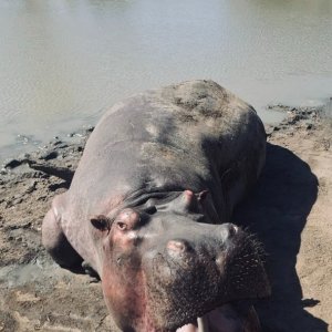 Hippo Hunt South Africa