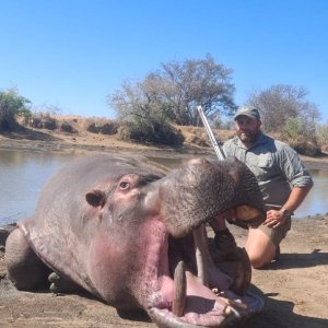 Hippo Hunt South Africa