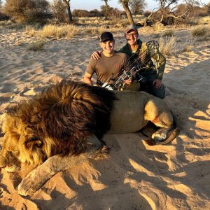 Lion Bow Hunt South Africa