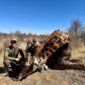 Giraffe Bow Hunt South Africa