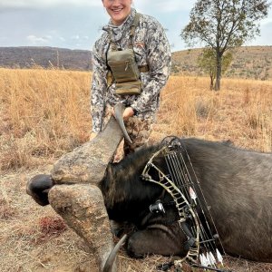 Buffalo Bow Hunt South Africa