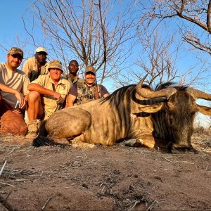 Blue Wildebeest Hunt South Africa