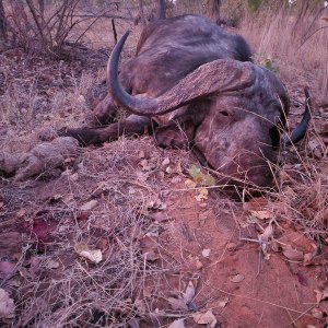 Buffalo Hunt Mozambique