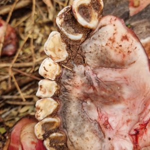 Old Buffalo Teeth