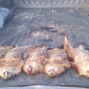 Groundhog Hunting