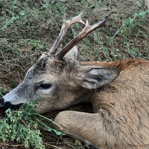 Roe Deer Hunt Italy