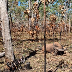 Water Buffalo Hunt Australia