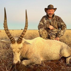 White Blesbok Hunt South Africa