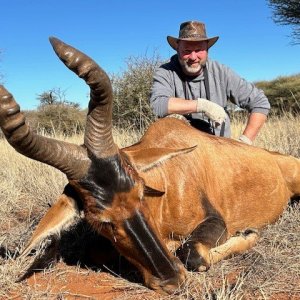 Red Hartebeest Hunt South Africa