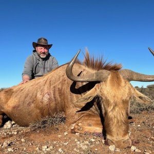 Golden Wildebeest Hunt South Africa