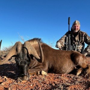 Black Wildebeest Hunt South Africa