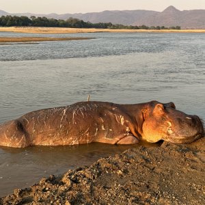 Hippo Bow Hunt Zambia