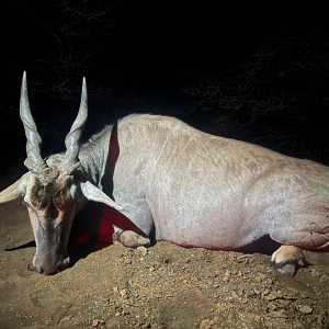 Eland Hunt Limpopo South Africa