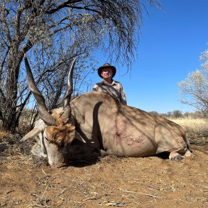 Eland Hunt Namibia