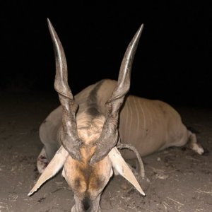 Eland Hunt South Africa