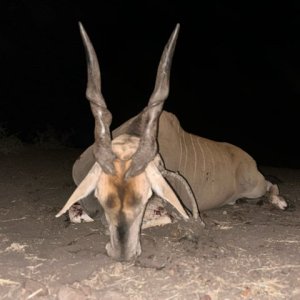 Eland Hunt South Africa