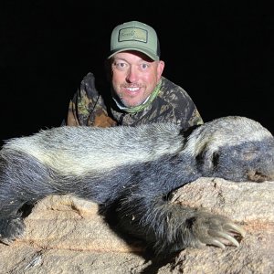 Honey Badger Hunt South Africa