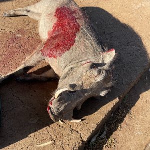 Warthog Hunt South Africa