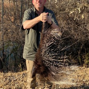 Porcupine Hunt South Africa