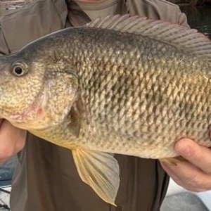 Fishing Zimbabwe