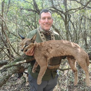 Caracal Hunt Eastern Cape South Africa